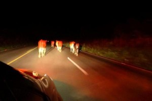 animais na pista/foto ilustração