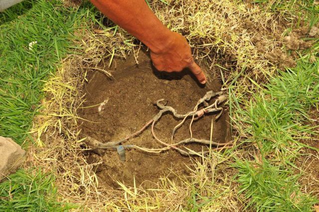 fios danificados_640x425