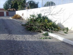 restos de árvores areia branca (2)_640x480