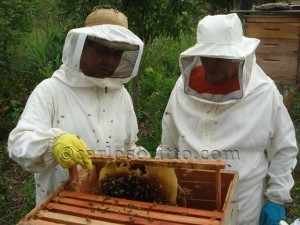 apicultores
