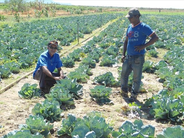 irrigação Tapera Sento Sé