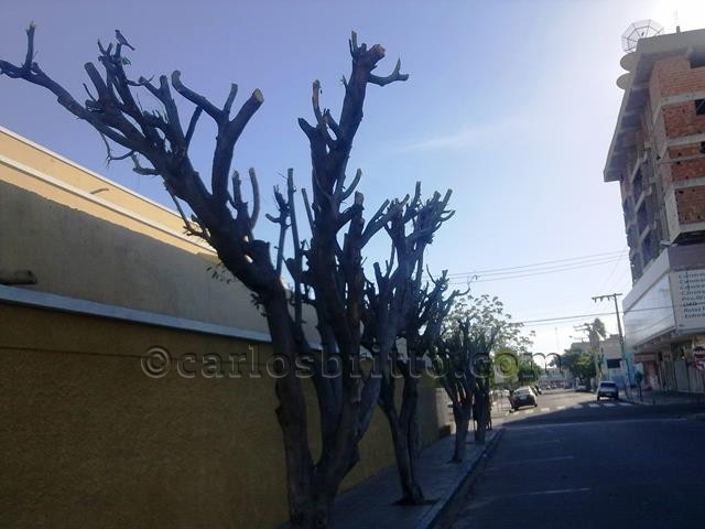 poda árvores (2)_640x480