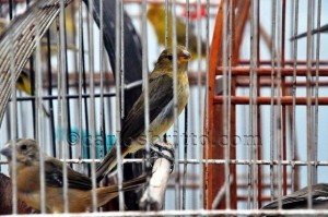 Pássaro cativeiro