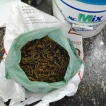 maconha apreendida