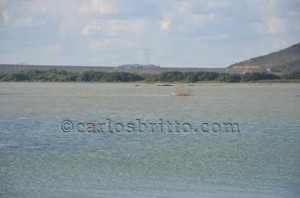 restos árvores rio_474x313