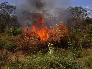 roça maconha_640x480