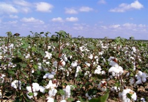 Algodão 2