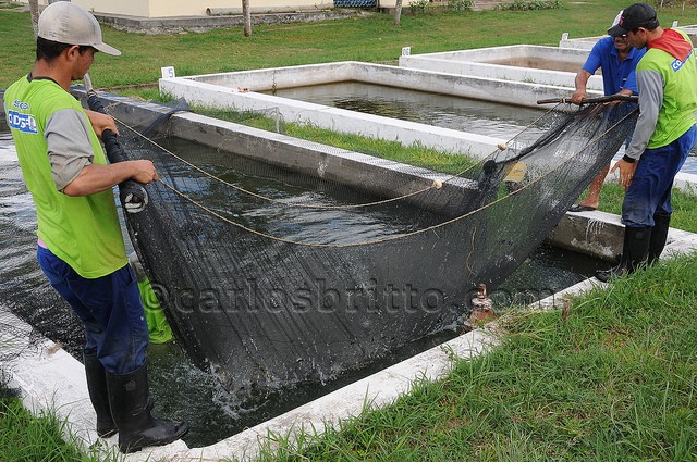 Piscicultura Bebedouro