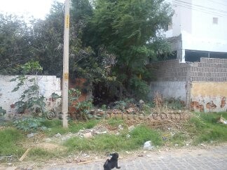 Patricia mangabeira 2855