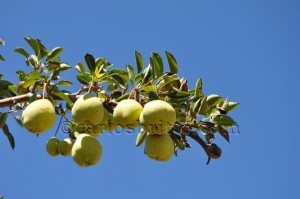 Pera_Foto_Fernanda_Birolo_Embrapa_Semiarido