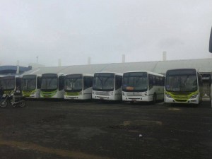 greve viva petrolina
