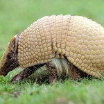 tatu-bola-AcervoAssociacaoC