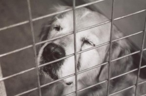 abre-proibicao-gaiola_585x385