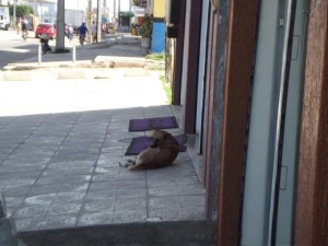 cachorros avenida dos tropeiros_640x480