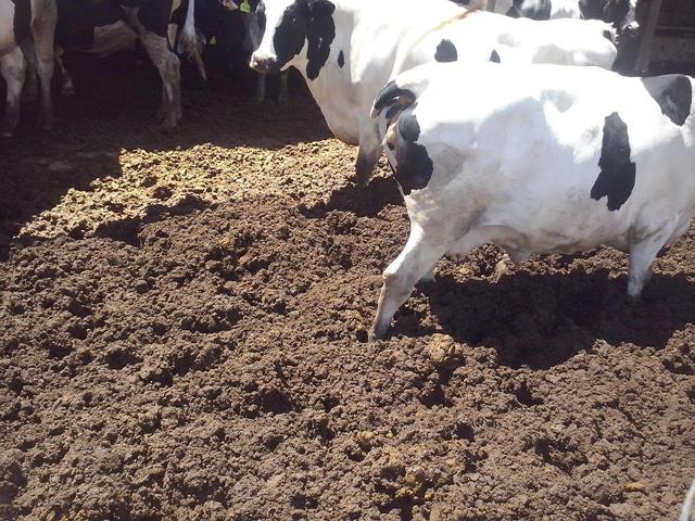 vacas holandesas CCA