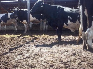 vacas holandesas CCA 2