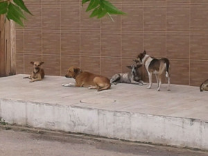 cães pedro raimundo