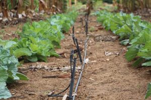 couve-organico-caerdes-uneb