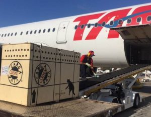 onca-parda-cemafauna-embarque