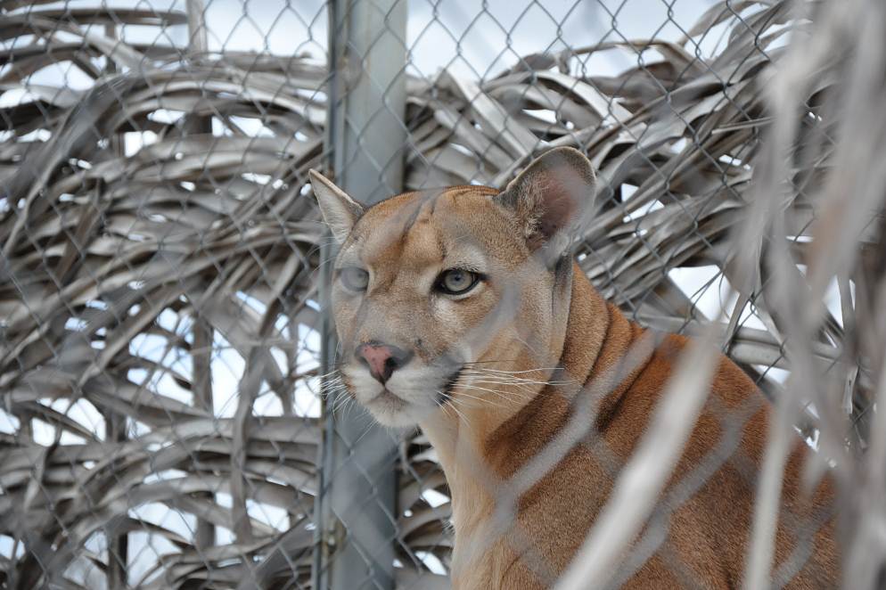 onca-parda-cemafauna