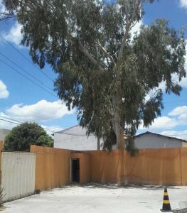 árvore condominio manoel dos arroz