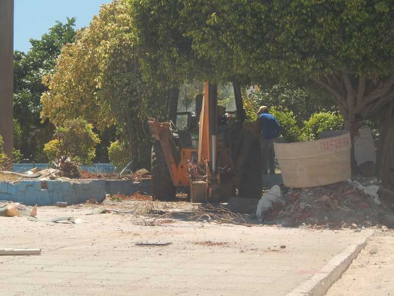 plantas-arrancadas-dormentes2