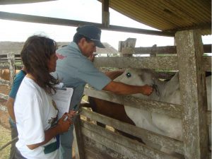 vacinacao-febre-aftosa-adagro