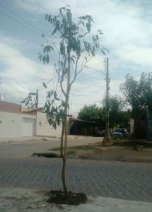 arvores-plantio-petrolina