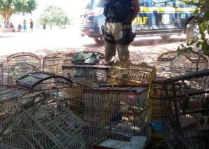 apreensao-de-aves-paulo-afonso