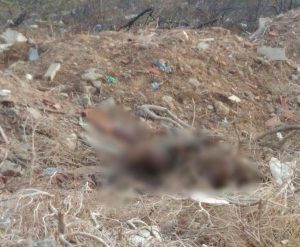 cadaver-bairro-palmares