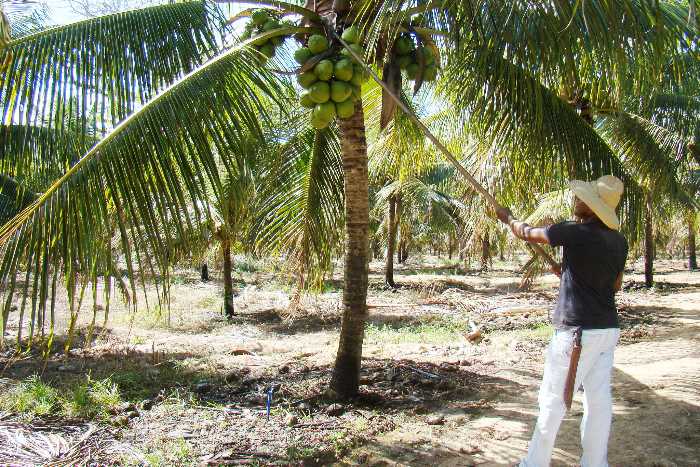 agua-de-coco-envasada