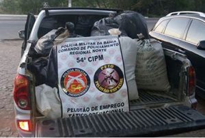 maconha-campo-formoso2