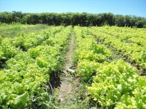 irrigação Tapera Sento Sé (2)