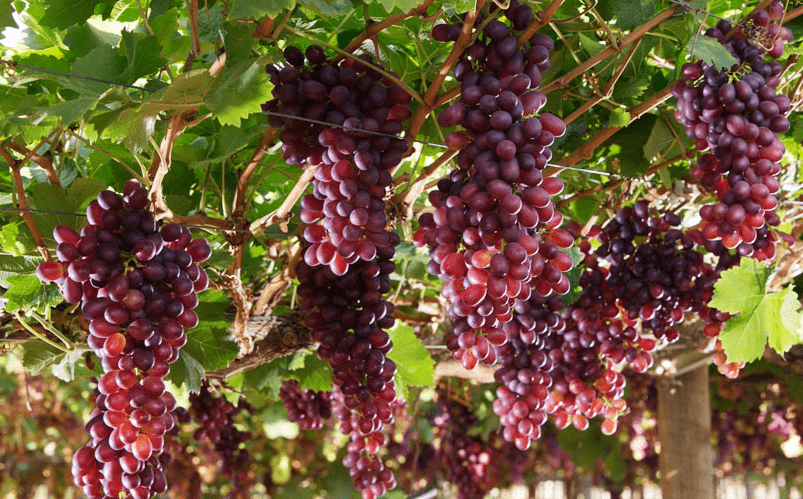 Com fazendas de uvas em Petrolina e Juazeiro, Labrunier é vendida a grupo espanhol | Blog do Carlos Britto