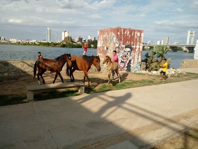 Apreensões de animais novembro 2