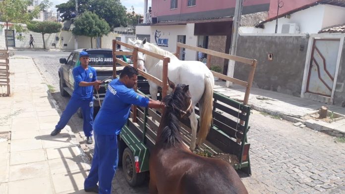 SEMAURB intensifica retirada de animais e abelhas 5 (1)