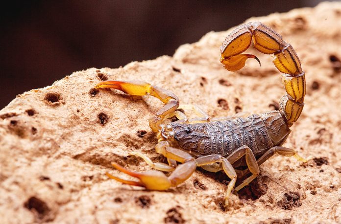 Scorpion