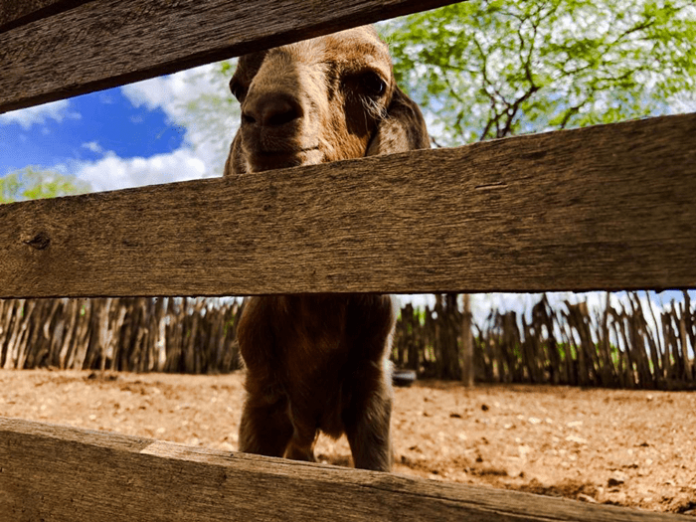 cabrito ExpoRajada (1)