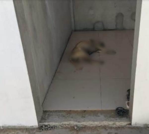 cão morto