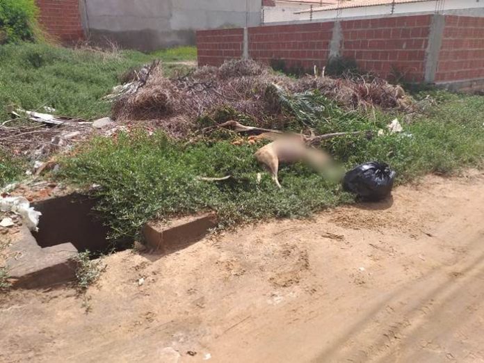 terreno baldio vila eulalia2