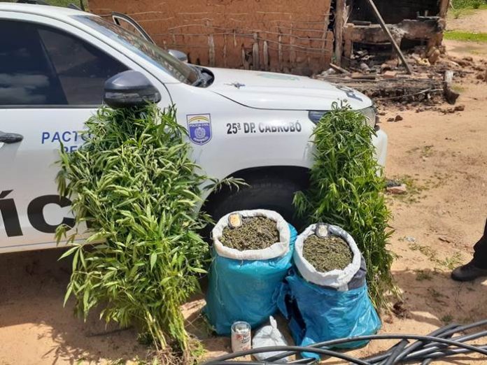maconha apreendida cabrobó