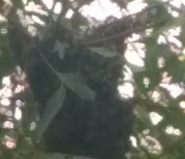 enxame abelhas Mandacaru