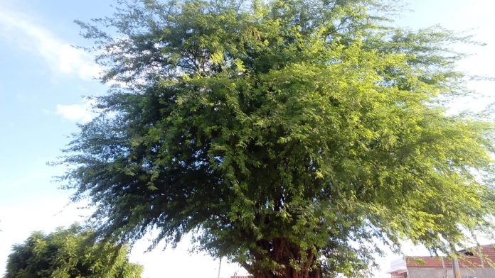 poda de arvores em juazeiro
