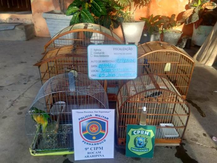 cativeiros aves araripina
