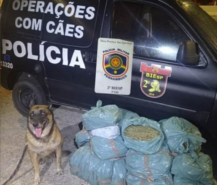 maconha apreendida izacolândia