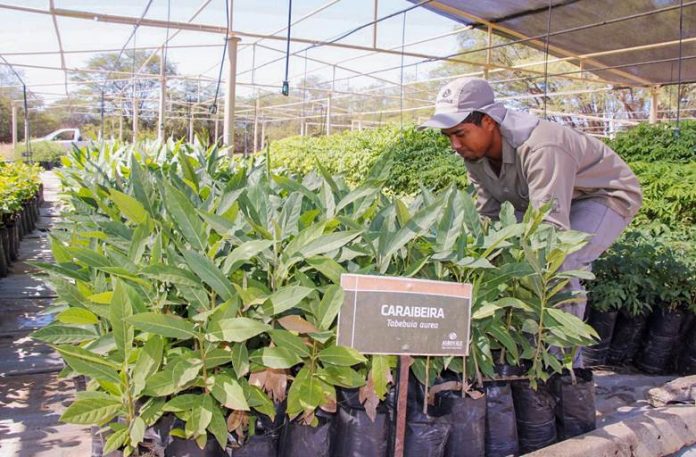 mudas caatinga agrovale